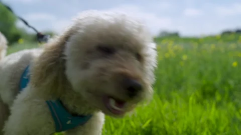 Low angle tracking shot of cute cockapoo walking in a field of yellow flower Stock Footage 276904198