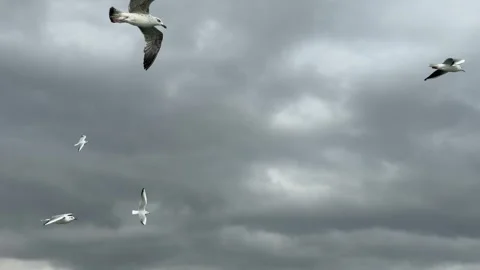 Low angle tracking shot of a flock of wild seagulls soaring through a moody Stock Footage 340154893