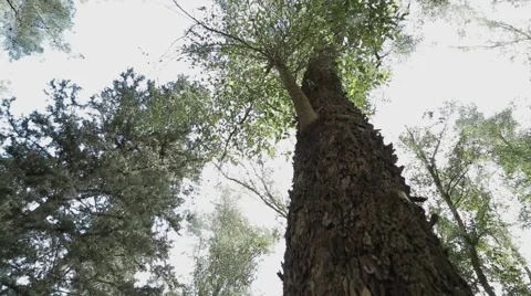 Low angle tracking shot in a forest Stock Footage 43857181