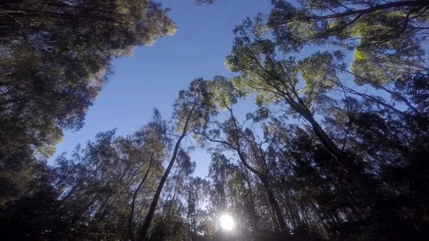 Low angle tracking shot of forest trees in the late afternoon. Видео 89456719