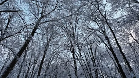 Low Angle Tracking Shot Forward Through Snowy Winter Forest 库存影片 335203502
