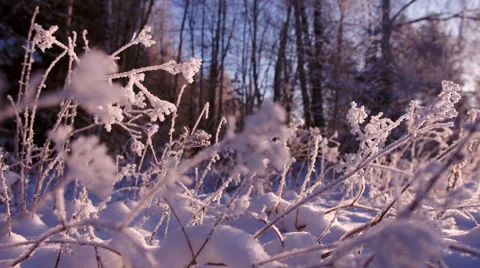 Low angle tracking shot of frost in the forest. Lilac-purple winter landscape Stock Footage 48631465