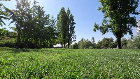 Low angle tracking shot of green park meadow Vídeos de archivo 342494489