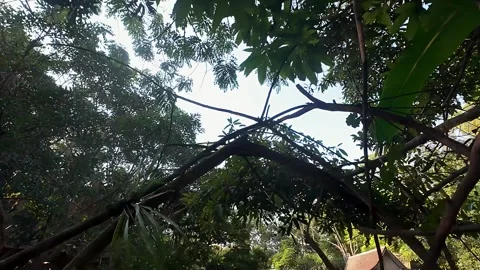 Low Angle Tracking Shot Looking Up Through Lush Green Tropical Forest Canopy Vidéo 312556564