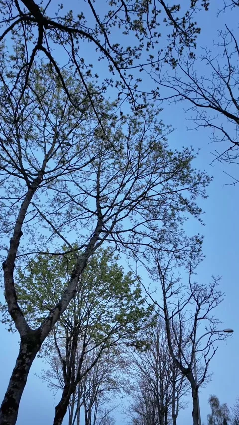 Low-angle tracking shot looking up at tree canopies against a clear twilight sky Vídeos de archivo 332860882
