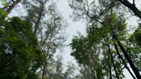 Low angle tracking shot looking up at a dense mixed forest canopy against a.. Stock-Footage 337583103