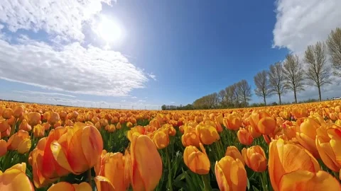 A low-angle tracking shot moving smoothly alongside rows of bright orange Vidéo 333942423