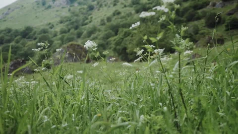 Low Angle Tracking Shot Moving Fast Through Tall Grass On Mountain Alpine Meadow Vidéo 346457210