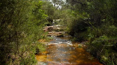 Low angle tracking shot over stream in Australian bush Stock Footage 124508223