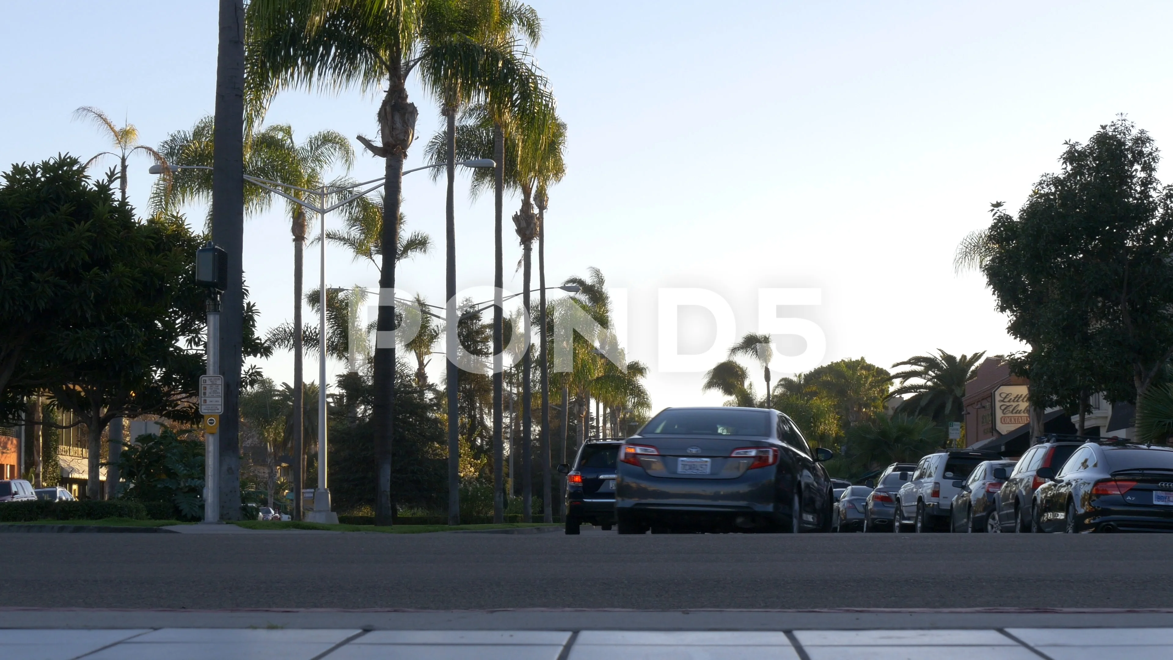 Video Low Angle Tracking Shot With Palm Trees Down Boulevard In