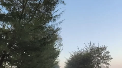 Low Angle Tracking Shot of Pine Trees Against Blue Sky Vídeos de archivo 341507084