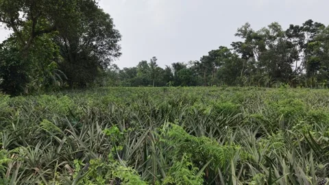 Low Angle Tracking Shot of Pineapple Field Stock Footage 336101818