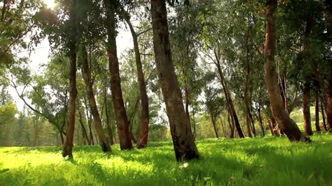 Low-Angle Tracking Shot Through a Sunlit Summer Forest Stock Footage 297287862