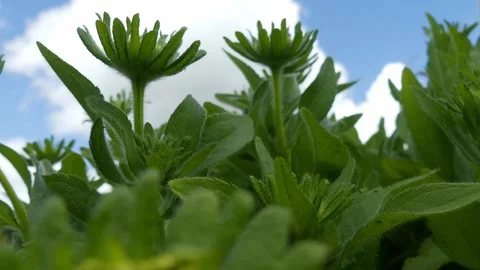 Low angle tracking shot through green flower buds and blue sky Stock Footage 335315796