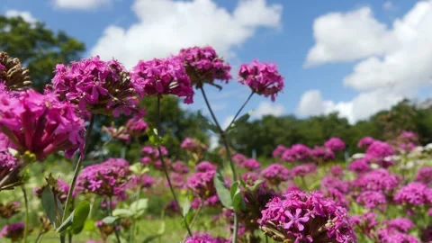 Low angle tracking shot through blooming pink catchfly flowers and blue sky Stock Footage 335315827
