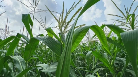 Low Angle Tracking Shot Through Green Maize Field Under Blue Sky With Cloudscape Stock Footage 340973492