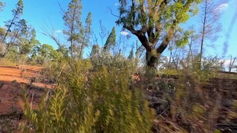 Low Angle Tracking Shot Through Australian Outback Bushland Video stock 345015293