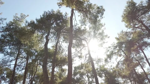Low Angle Tracking Shot Under Pine Tree Canopies in Çamlık Parkı Stock Footage 348682776