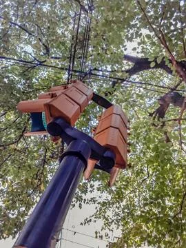 Low Angle Traffic Light Behind Trees Stock-Fotos