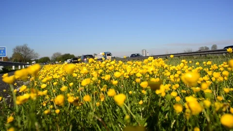 Low angle traffic passing buttercups on the A64 leeds uk Stock Footage 108426888