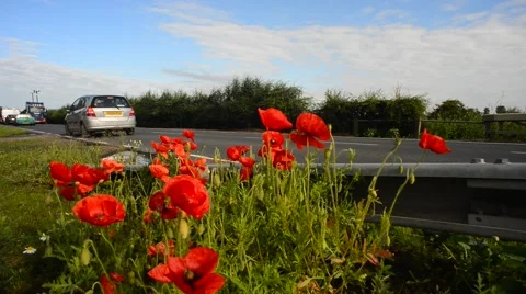 Low angle traffic passing roadside poppies bubwith united kingdom Stock Footage 67567436