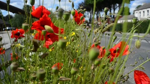Low angle traffic passing roadside poppies garforth leeds united kingdom Video stock 113733418