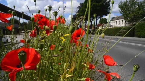 Low angle traffic passing roadside poppies garforth leeds united kingdom Stock Footage 113733526