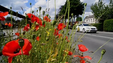 Low angle traffic passing roadside poppies garforth leeds united kingdom Stock Footage 113734149