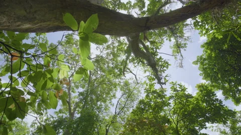 Low angle tree against sunny sky. Stock Footage 209120944