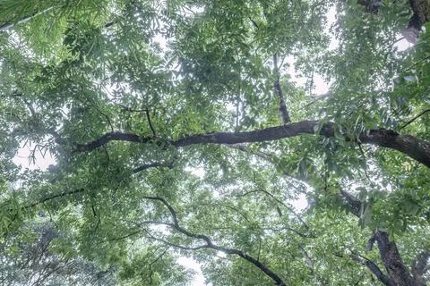Low angle tree canopy with large horizontal branch Stock Photos