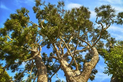 Low Angle Tree Canopy with Twisting Branches against Blue Sky in Los Angeles Stock Photos