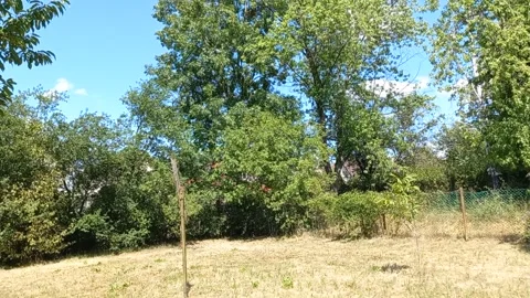 Low Angle Tree Canopy Wind Private Estate Stock Footage 341768959