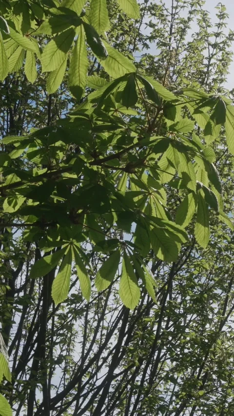 Low angle of tree leaves, sky in the background, slow motion – vertical Video Stock Footage 308157055