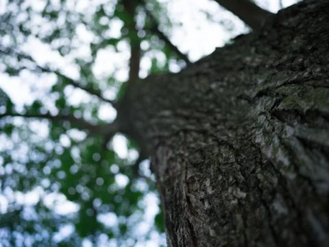 Low Angle of Tree Stock Photos