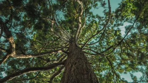Low angle tree Stock Photos