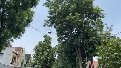 Low angle tree stock video clips Stock Footage 231368851