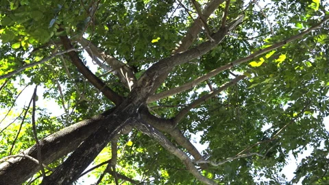 Low Angle of a Tree Swaying Caused by Light Breeze Video stock 262158127