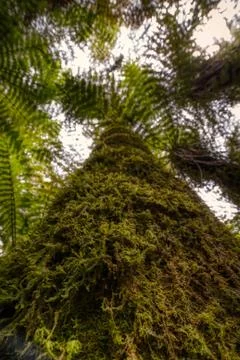 Low angle of tree trunk with moss Stock Photos