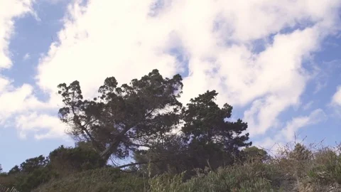 Low angle treee in slow motion 스톡 동영상 83044754