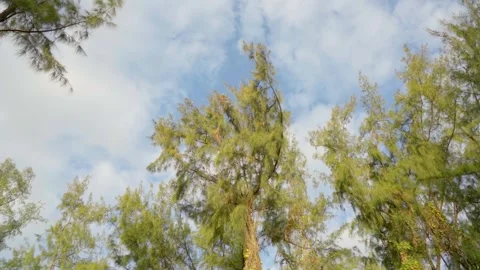 Low angle, trees at blue sky background and warm sunlight, summer, cosy Stock Footage 301668147