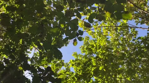 Low angle of trees at east java Vídeo Stock 239308421
