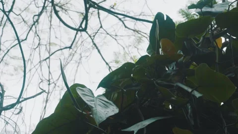 Low angle trees shot Stock-Footage 151046180