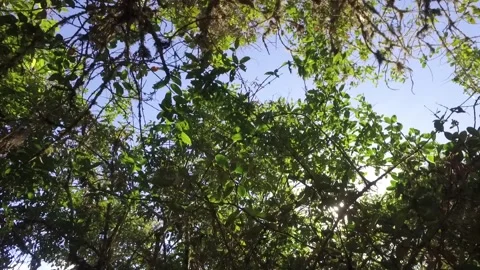 Low angle trees, sky and sunlight. Inca trail, Cusco, Peru Video stock 130460793