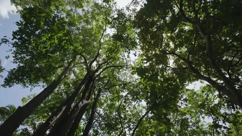 Low angle trees woods jungle spring through sunshine landscape wild.  Stock Footage 208598146