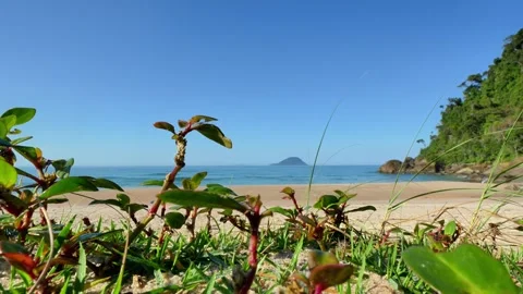Low Angle Tropical Beach View Through Coastal Plants Vídeos de archivo 342847658