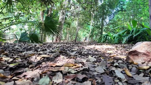 Low Angle Tropical Forest Floor with Fallen Leaves, São Paulo, 4K Stockbeeldmateriaal 334663605