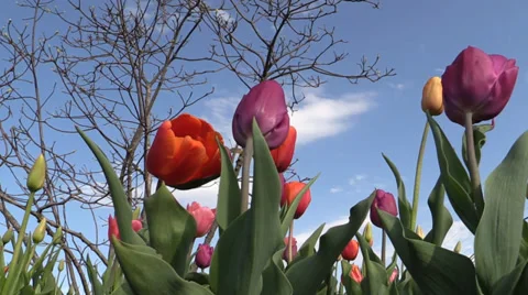 Low angle tulips in a garden Stock Footage 37996383