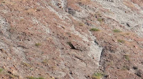 Low Angle Turkey Vulture Soaring 動画素材 12585694