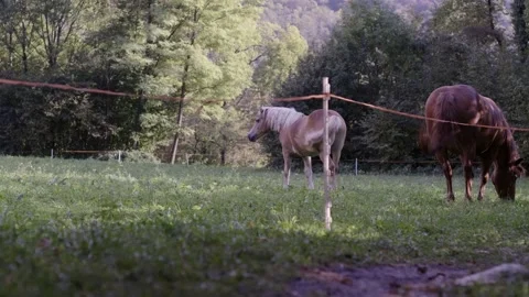 Low Angle: Two Brown Horses Grazing On A Fresh Meadow Stock Footage 164364017