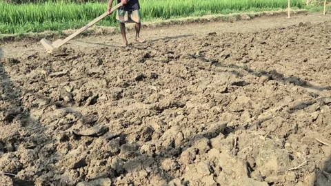 Low Angle Ultra Wide Shot Of Farmer Barefoot Tilling Extensive Soil Field Stock Footage 340104309